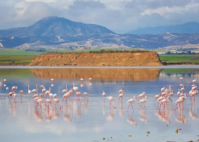 Daire Mckenzie Mile *